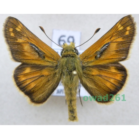 Hesperia comma (Linnaeus, 1758) Czech69